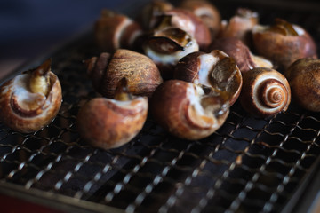 Close up Spiral babylon snail grilling on rack charcoal stove. seafood bbq outdoor .