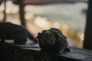 MOnkeys macaco ouistiti