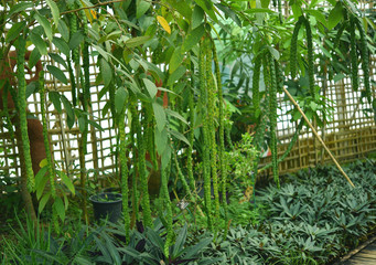 Obraz premium Phyllodium pulchellum (L.)The leaves are tasteless, boiled with drinking water as a fever. Solve urine Feverish