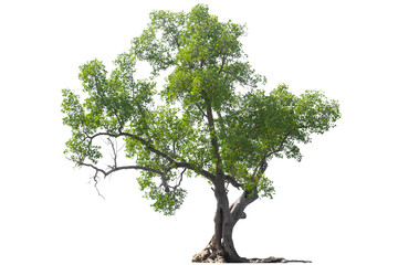 Fototapeta green tree isolated on white background obraz