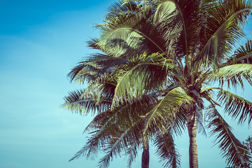 Naklejka na ściany i meble Low angle beautiful coconut palm tree with blue sky background