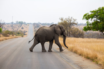 Fototapeta na wymiar Wild African Elephant Crossing Road in National Park