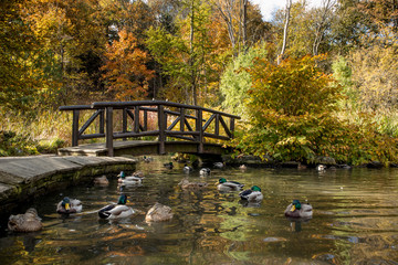 Autumn in a park