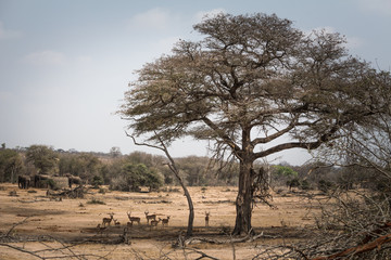 Fototapeta na wymiar Landscape of Elephants, Deers and Mules Drinking Water in National Park