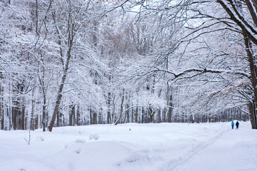 Footpath in deciduous winter wood