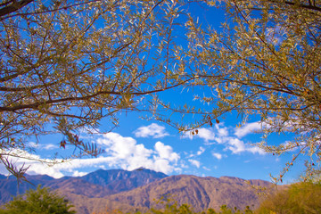Seeing bright blue sky and mountains through the trees