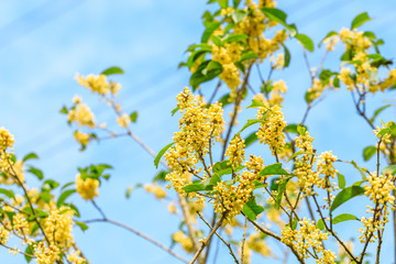Ripe osmanthus in the garden in autumn