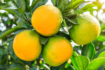 Ripe oranges in autumn orchard