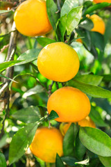 Ripe oranges in autumn orchard