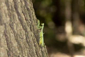 ハラビロカマキリ