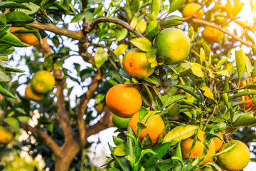 Ripe oranges in autumn orchard