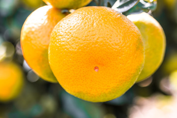 Ripe oranges in autumn orchard