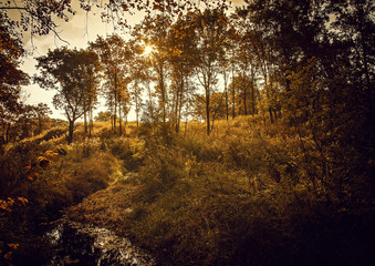 Obraz premium autumn in the forest