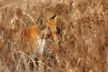 The fox hunts in the field among dense thickets of dry grass.