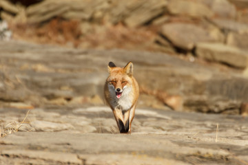 The fox attacks and runs right among the stones.