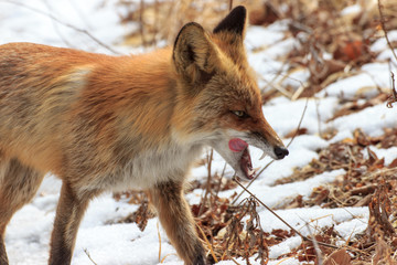 The fox in the winter forest licks among the last year’s dry grass and snow.