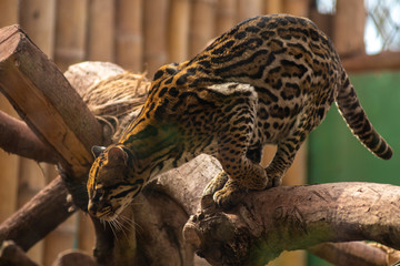 Obraz premium Tigrillo from the jungle of Peru. Medium felines