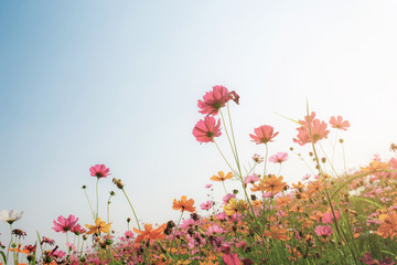 Colorful of cosmos at sunlight.