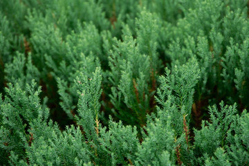 Close up green pine leaf nature view and blurred greenery background in garden. Nature view of green plants and Environmental freshness wallpaper concept.