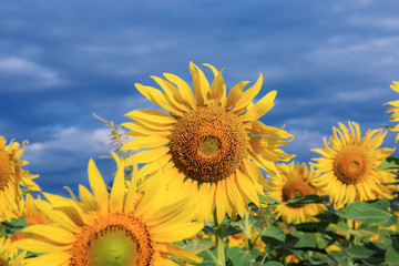 Sunflower with the blue sky.