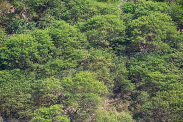 Tropical forest in the mountain from far point.