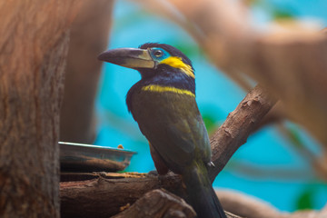 Toucan from the jungle of Peru