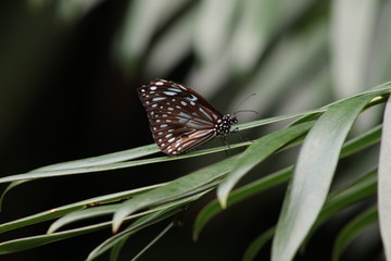 Blue and Brown Butterfly