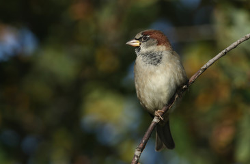 A stunning male House Sparrow, Passer domesticus, perching on a branch in a tree.