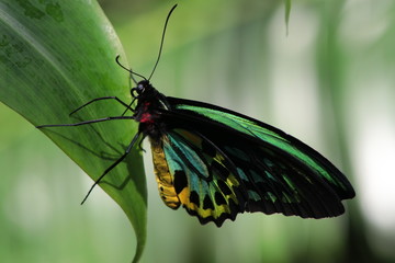 Multicoloured Butterfly