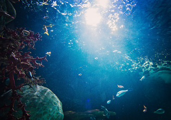 underwater scene with fishes and scuba divers