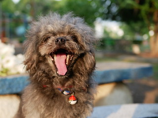 Happy With Smile Dog