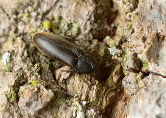 Xylita laevigata on wood, macro photo