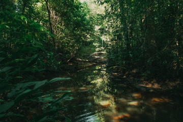 Obraz premium AMAZONIA