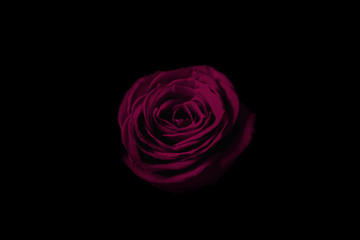 Pink rose in the dark.  暗闇の中のピンクのバラ