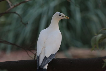 White Bird Side View