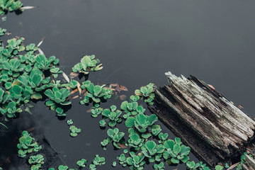 Driftwood in pond with green plants in water, snag.