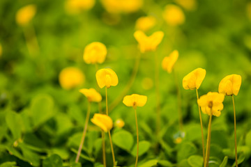 Yellow flower fields on the way.7