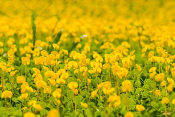 Yellow flower fields on the way.8