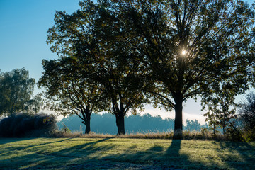 Tree in a meadow on a foggy morning