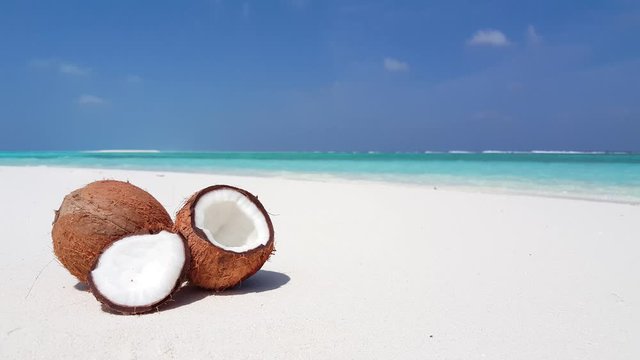 Coconuts fallen from palm tree on white fine sand with a beautiful shaped background in Barbados, concept design