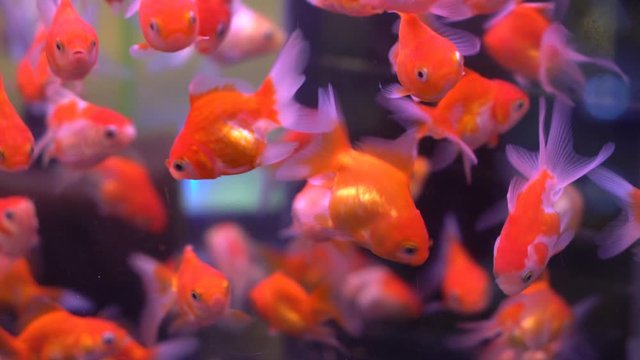 Beautiful goldfish in fish tank