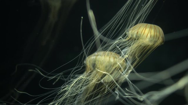 Jellyfish Japenese Sea Nettle Chrysaora Pacifica