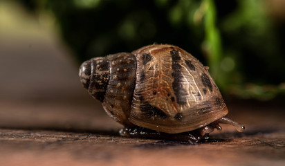 Sneaking snail through his protective shell  - hidden snail 