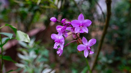 Fototapeta premium purple flowers in the garden
