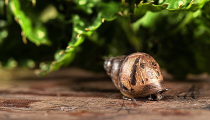 Sneaking snail through his protective shell  - hidden snail 