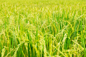 Rice field in local area of Thailand sunny day