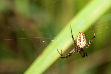 Brown spider Perched on the green leaves in nature.