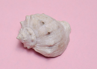 sea shell isolated on white background