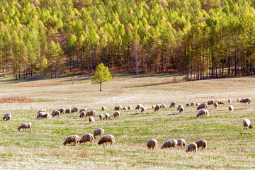 Sheep On Beautiful Mountain Pasture.