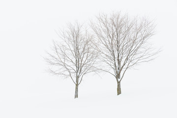 北海道　美瑛　冬　雪景色　木